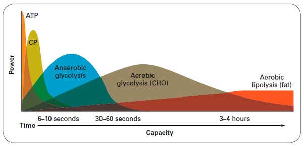 Fontes de energia do corpo conforme intensidade e tempo de esforço. A queima de gordura ocorre em esforços moderados e prolongados.