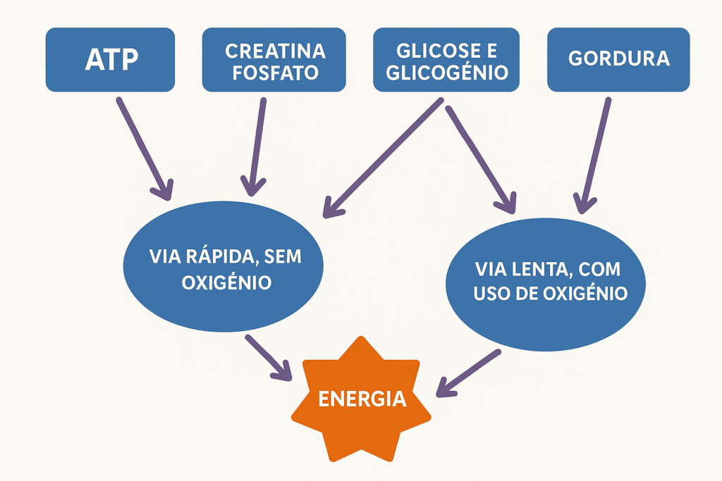 Vias de geração de energia pelo corpo com ou sem oxigênio. A queima de gordura utiliza a via com uso de oxigênio.